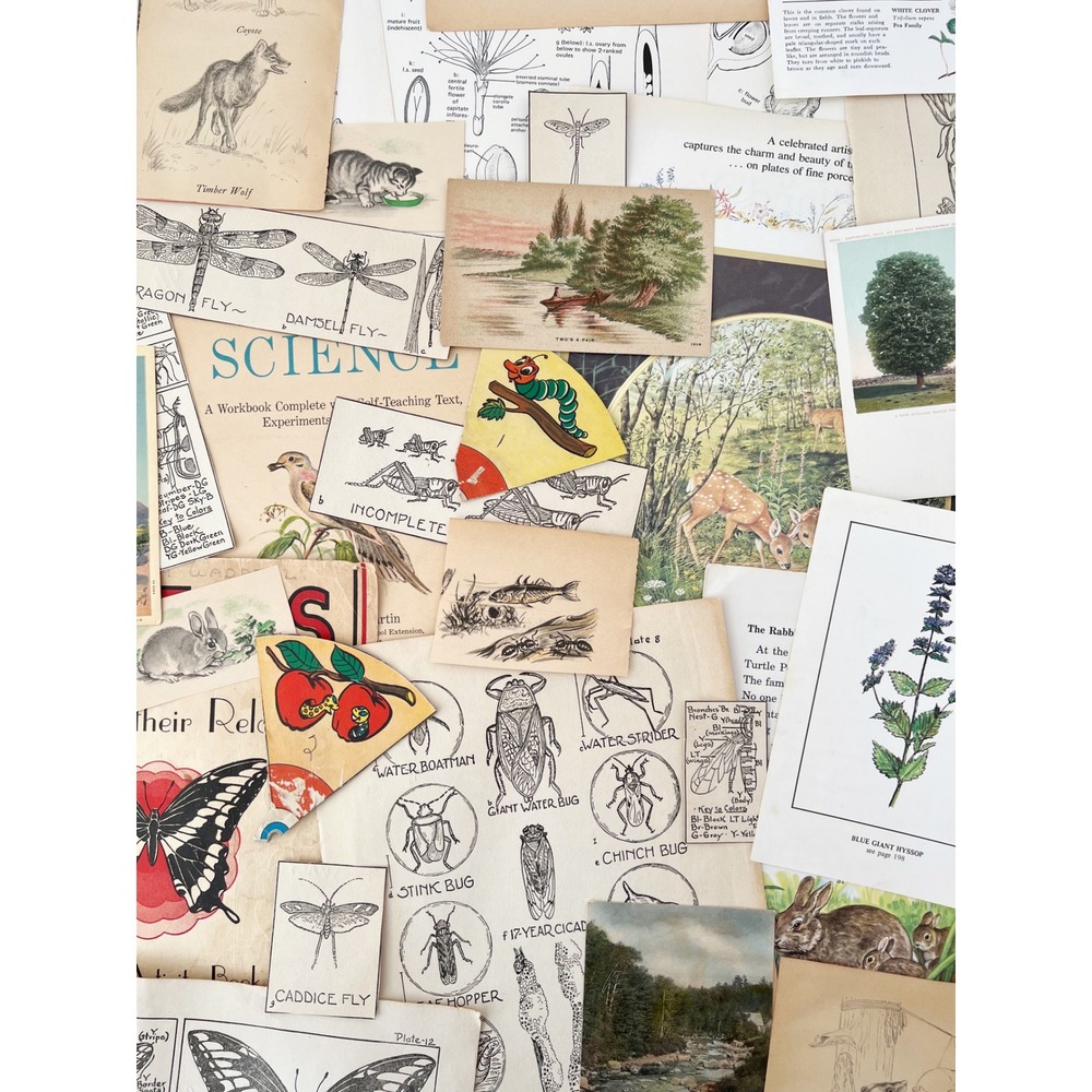 TRUE Vintage Nature‎ Ephemera 25 PCS Junk Journal Botanical Animal Illustrations - Picture 4 of 5